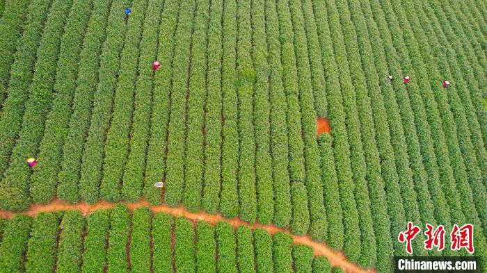 千年贡茶开采 数字技术助农增收